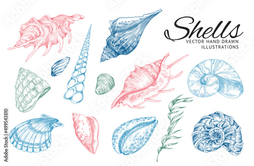 Sea shells and plants in colored sketch style, vector illustration isolated on white background.