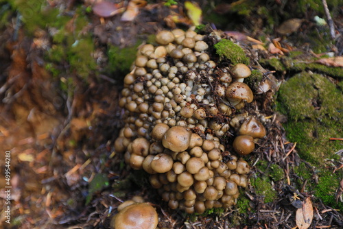 cute mushroom in washingtoon state