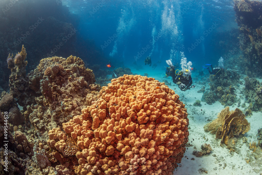 Fototapeta premium Underwater exploration. Divers dive on a tropical reef with a blue background and beautiful corals.