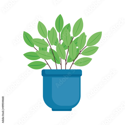 houseplant in blue pot