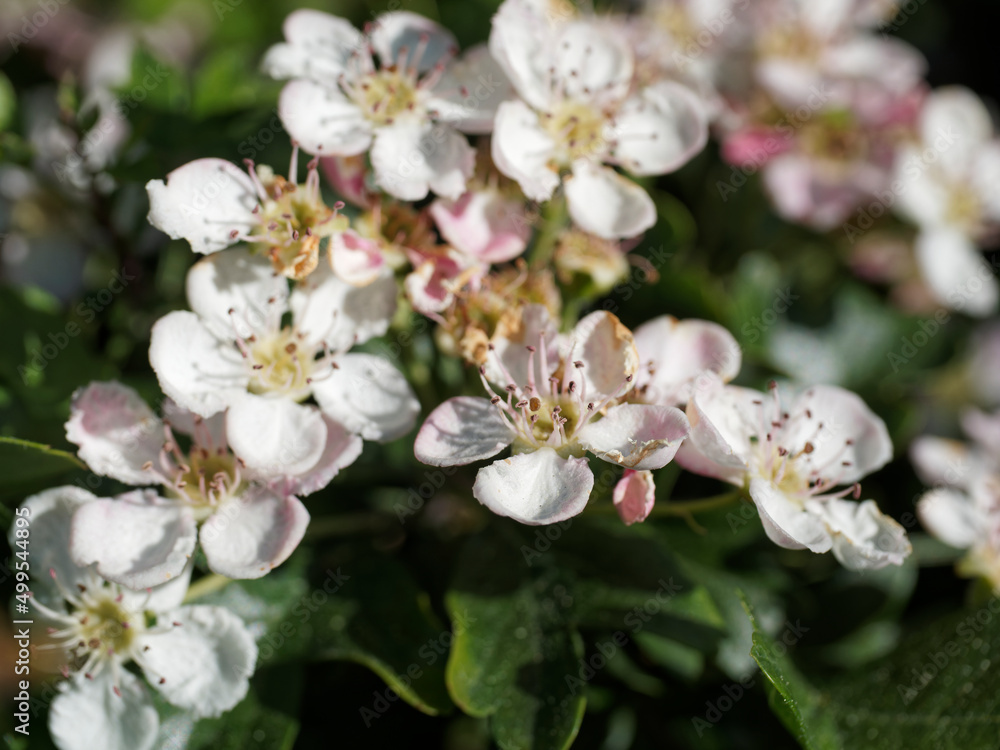 Pyracantha Crenatoserrata (Chinese or Yunnan Firethorn) with white flowers. Evergreen shrub and flowering popular plant in spring