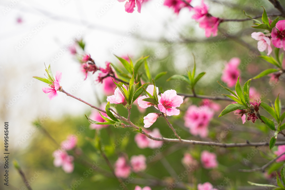 peach green leaves branch flowers peach green leaves branch flowers