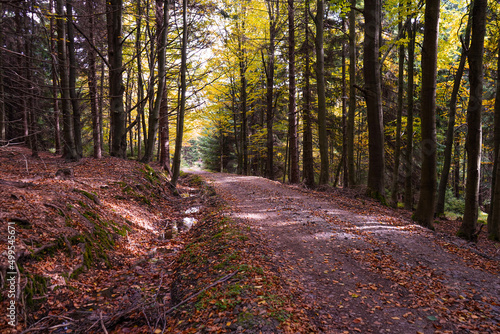 path in the woods