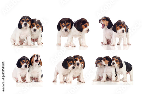 Many beagle puppies