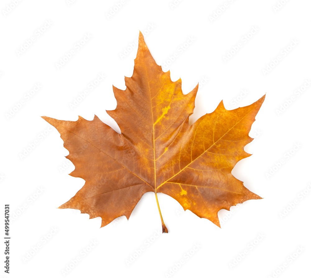 Sycamore Autumn Leaf Isolated Sycamore Autumn Leaf Isolated