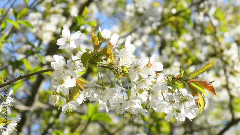 wild cherry blossom in spring in Germany, branch with flowers wild cherry blossom in spring in Germany, branch with flowers