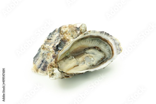 Concept of seafood, oyster isolated on white background