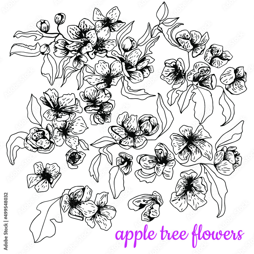 Apple tree flowers. Set. Black and white sketch. Hand drawn vector illustration. Isolated on white background.Engraving Apple tree flowers. Set. Black and white sketch. Hand drawn vector illustration. Isolated on white background.Engraving