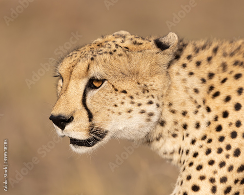 Close up headshot of a Cheetah