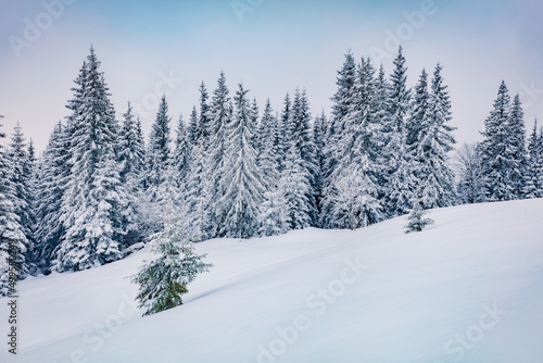 Untouched winter landscape. Frosty morning view of Carpathian valleys with snow covered fir trees. Calm outdoor scene of mountain forest. Christmas postcard..
