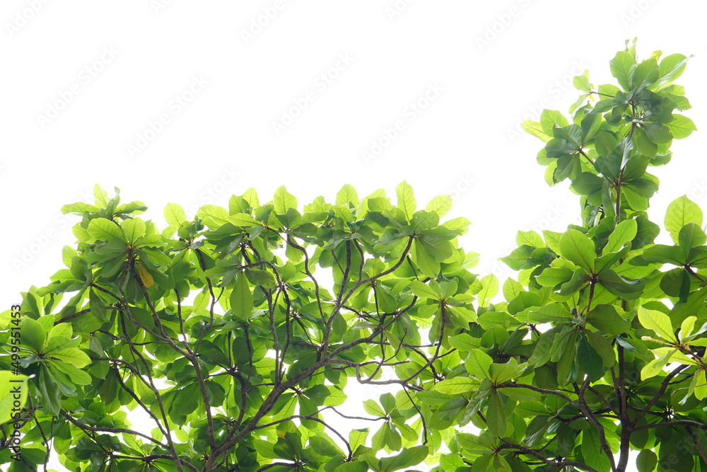 green leaves on a white background green leaves on a white background