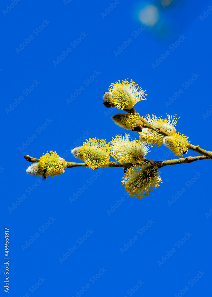 Fototapeta premium yellow willow branch