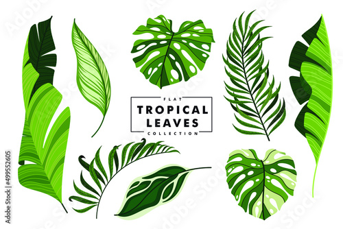 beautiful tropical leaves collection