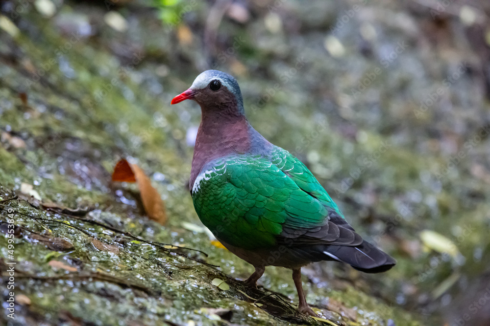 bird butterfly resting on ground.
Rufous-chested Flycatcher.Common Emerald Dove. bird butterfly resting on ground.
Rufous-chested Flycatcher.Common Emerald Dove.
