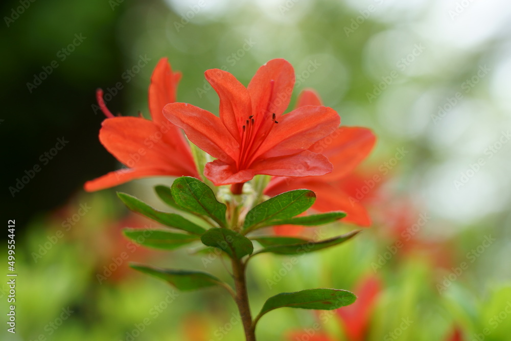 春から初夏にかけてカラフルに花を咲かせるツツジ 春から初夏にかけてカラフルに花を咲かせるツツジ