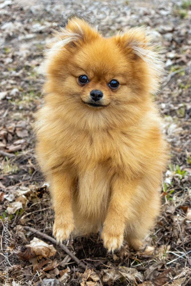 dog brown spitz sitting in the park dog brown spitz sitting in the park