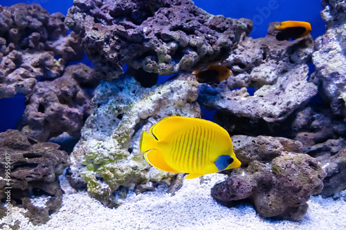 Bluecheek butterflyfish in aquarium with coral reef in background