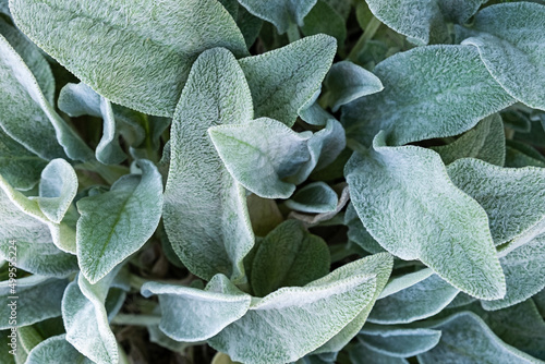 Background from a plant Stachys byzantina or woolly betony, lamb's ear Green leaf texture. photo