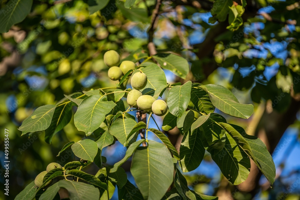 Fototapeta premium A green leaf berries in Portland, Oregon