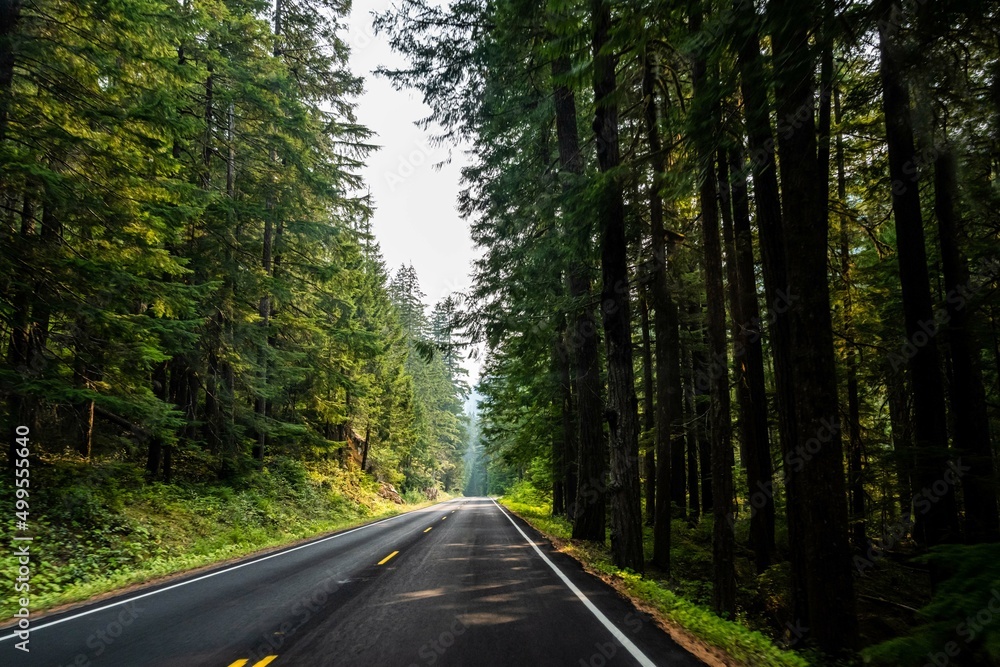 A long way down the road of Mt Rainer NP, Washington A long way down the road of Mt Rainer NP, Washington