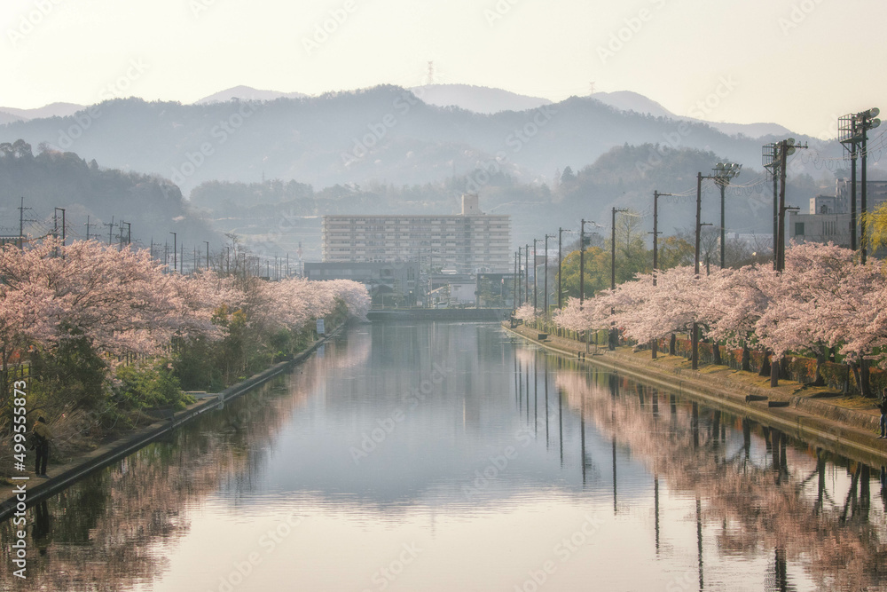Fototapeta premium 滋賀県彦根市の彦根港湾沿いの満開の桜並木と朝の風景