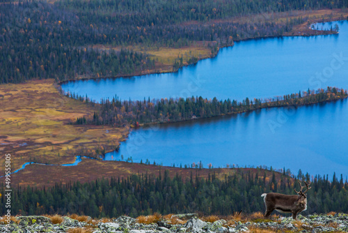 Reindeers in Yllas Pallastunturi National Park, Lapland, northern Finland photo