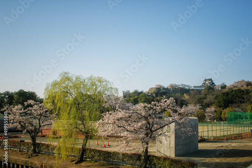 滋賀県彦根市の金亀公園から見える国宝彦根城と春景色