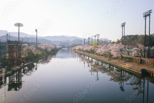 滋賀県彦根市の彦根港湾沿いの満開の桜並木と朝の風景