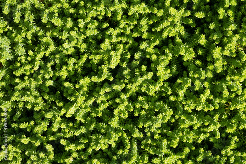 Full Frame Green plant sedum, leaves foliage nature background, top view. Fresh garden abstract foliage