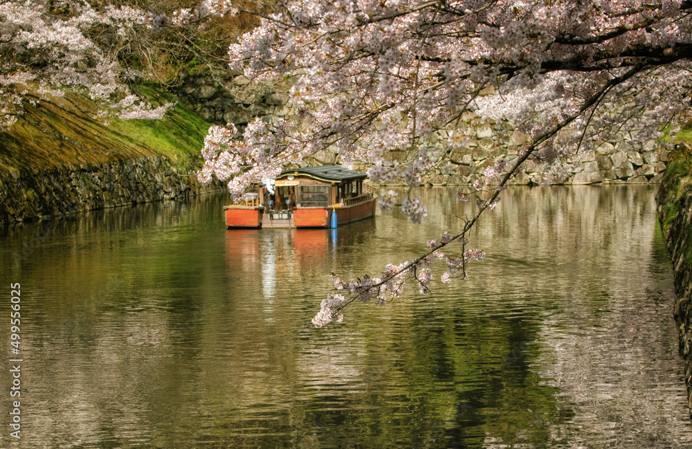 滋賀県彦根市の彦根城周辺のお堀沿いに咲く桜と屋形船が見える風景