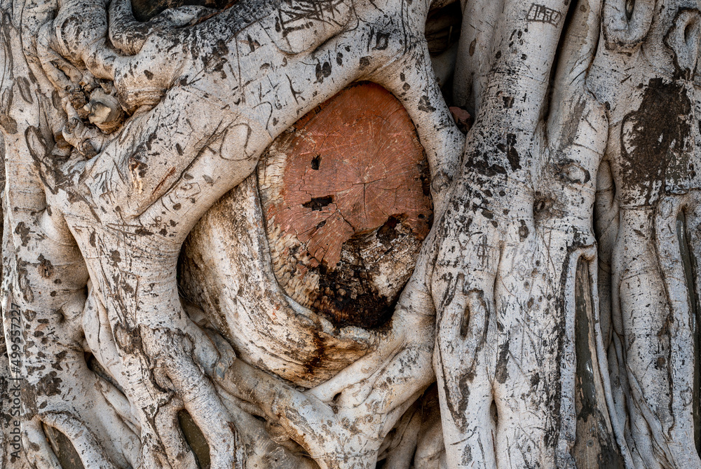 Old olive tree trunk, roots and branches Old olive tree trunk, roots and branches