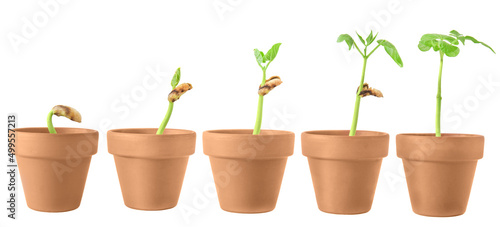 a sequence of bean plants sprouting in ceramic pots isolated on a white background 
