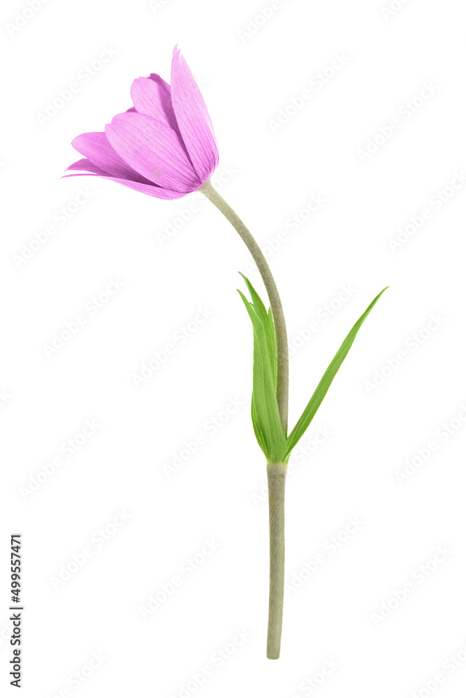 one Romantic Wildflower pink anemone hortensis isolated on a white background 