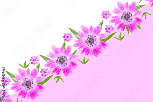 beautiful Flowers background with pink anemone hortensis flowers with leaves on a white pink background.beautiful wallpaper for Valentine or wedding backdrop design. 