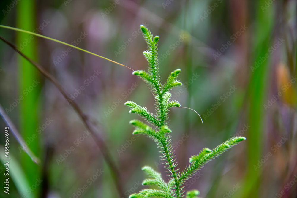close up of grass close up of grass
