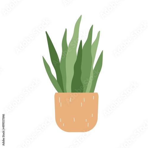 Potted Sansevieria, snake plant. Interior houseplant growing in flowerpot. Green home tongue-leaf decor. Indoor decoration, bow string hemp. Flat vector illustration isolated on white background