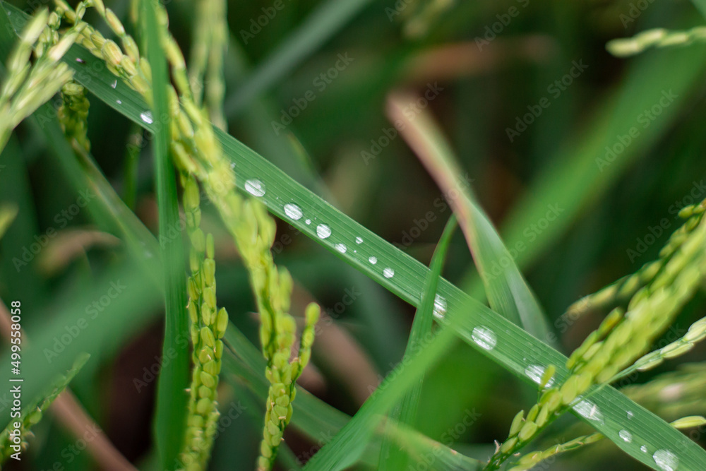 grass with dew drops