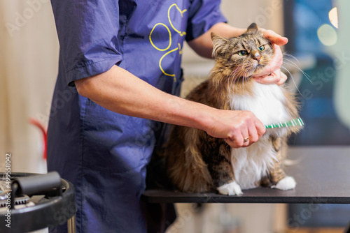 Fototapeta Grooming cat with tool for shedding hair