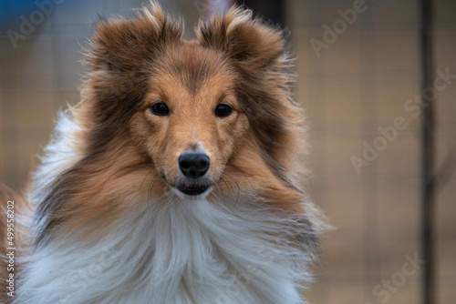 sheltie at the agility site. sports for dogs