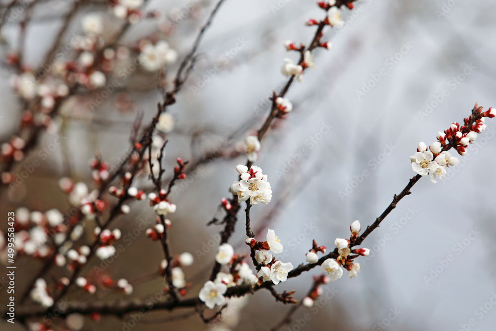 beautiful twigs of flowering trees in spring beautiful twigs of flowering trees in spring