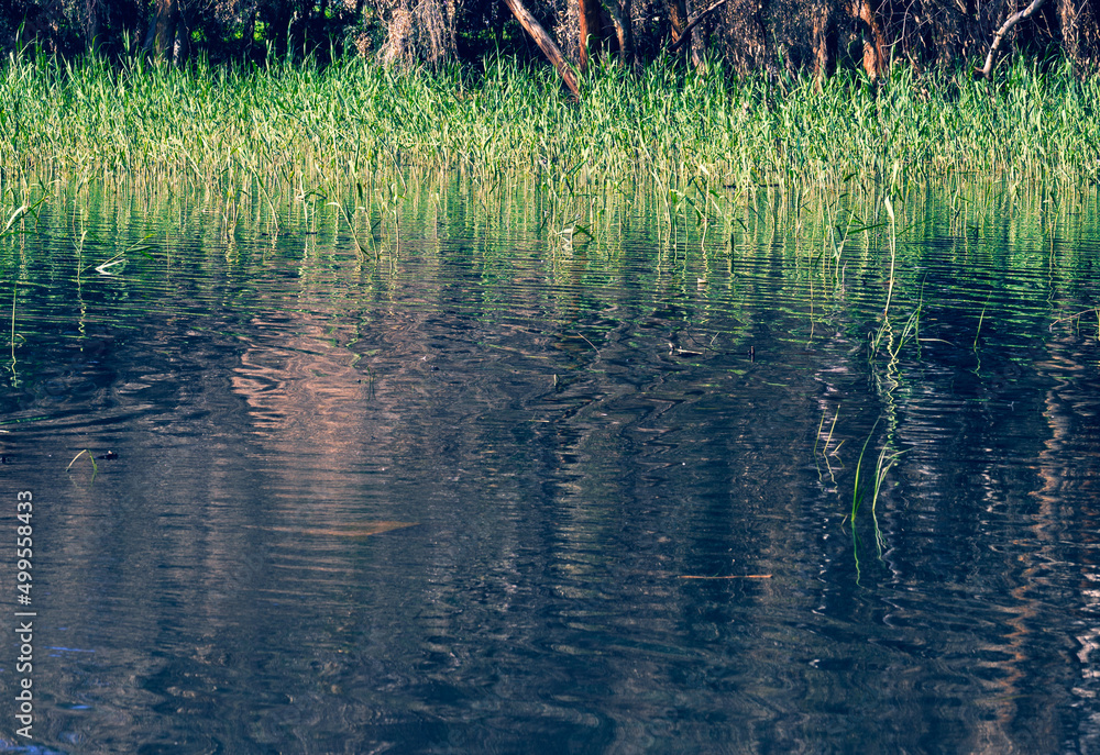 Eucalyptus trees in the water in the lake in a picturesque place. Reflection in the water of trees. Eucalyptus trees in the water in the lake in a picturesque place. Reflection in the water of trees.