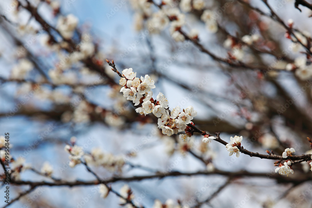 beautiful twigs of flowering trees in spring beautiful twigs of flowering trees in spring