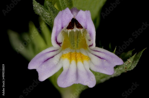 Spring Eyebright (Euphrasia x vernalis). Flower Closeup photo