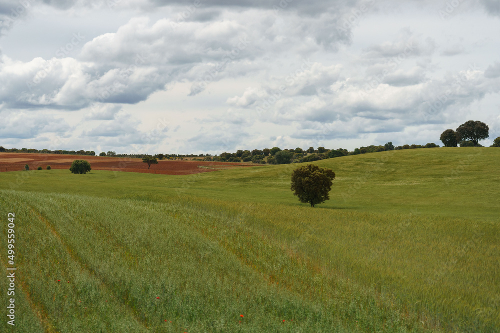 Obraz premium Landscape of fields of Zamora, Castilla y León, Spain