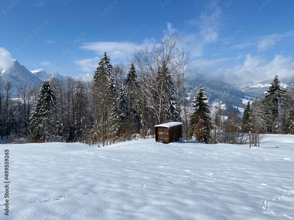 Picturesque canopies of alpine trees in a typical winter atmosphere after the spring snowfall over the Obertoggenburg alpine valley and in the Swiss Alps - Nesslau, Switzerland (Schweiz) Picturesque canopies of alpine trees in a typical winter atmosphere after the spring snowfall over the Obertoggenburg alpine valley and in the Swiss Alps - Nesslau, Switzerland (Schweiz)