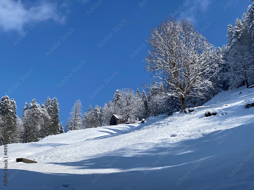 Picturesque canopies of alpine trees in a typical winter atmosphere after the spring snowfall over the Obertoggenburg alpine valley and in the Swiss Alps - Nesslau, Switzerland (Schweiz) Picturesque canopies of alpine trees in a typical winter atmosphere after the spring snowfall over the Obertoggenburg alpine valley and in the Swiss Alps - Nesslau, Switzerland (Schweiz)