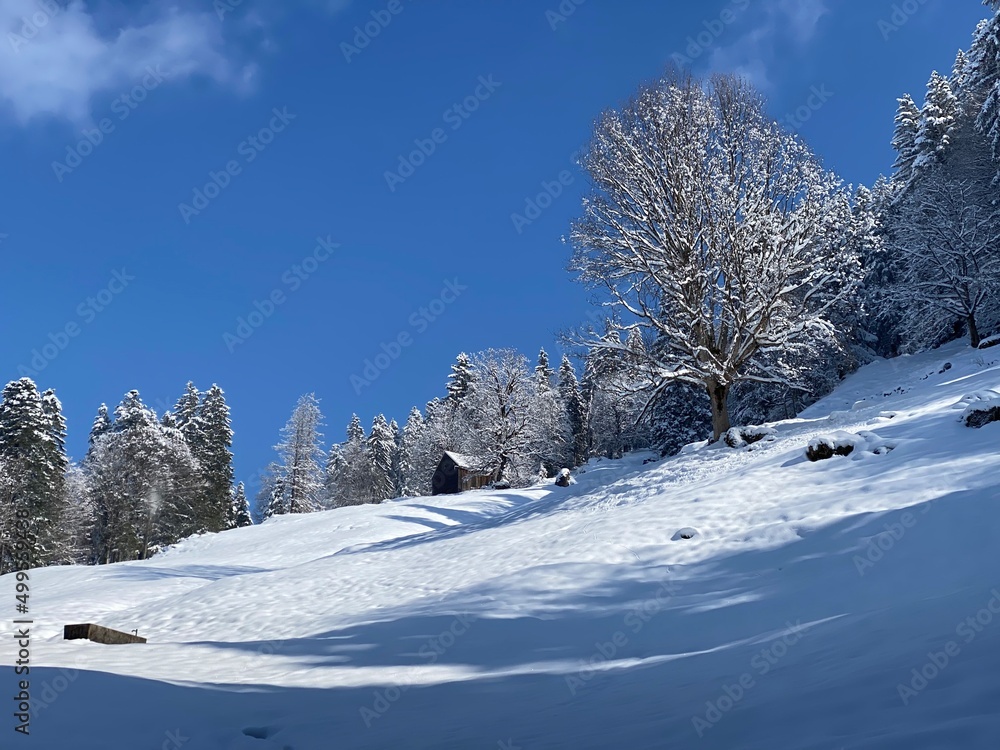 Picturesque canopies of alpine trees in a typical winter atmosphere after the spring snowfall over the Obertoggenburg alpine valley and in the Swiss Alps - Nesslau, Switzerland (Schweiz)