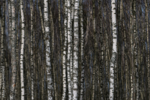 BIRCH TREES - A forest of white trees in early spring  