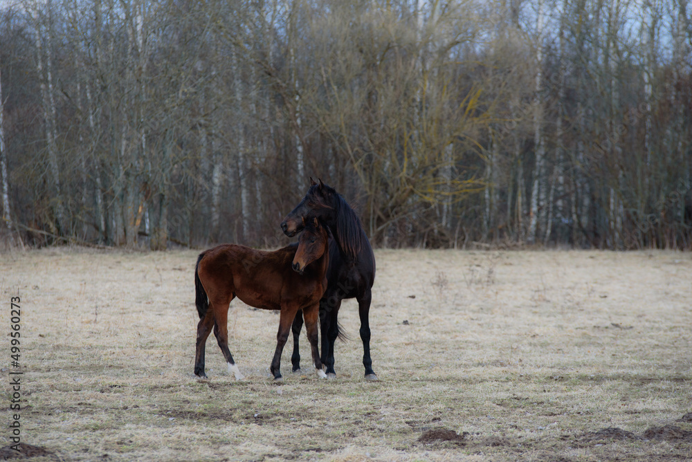 beautiful horses on a gray day in a field in spring beautiful horses on a gray day in a field in spring
