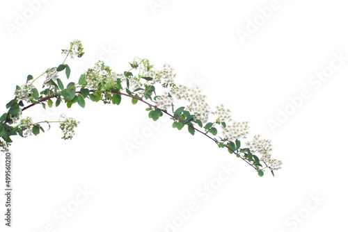 Green spirea leaves and white flowers isolated on a white background